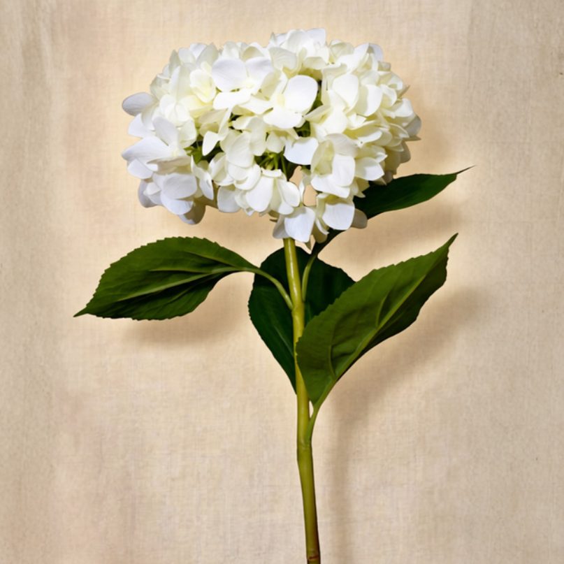 Hortensia primavera blanca